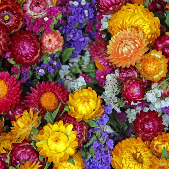 Larry Levine sport stretch embroidered summer pants, size 10 - Picture 5 of 17